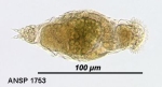 Proales granulosa