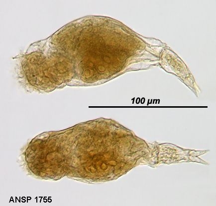 Proales similis