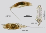 Trichocerca rosea