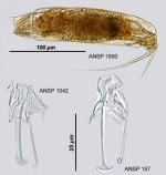 Trichocerca edmondsoni