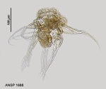 Hexarthra fennica