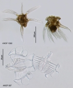 Hexarthra polyodonta soaplakeiensis