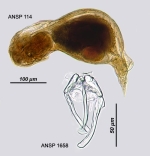 Notommata pachyura