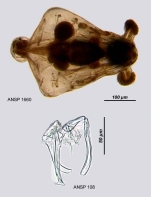 Notommata pachyura f. triangulata