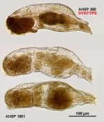 Notommata cerberus parvida