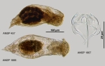 Notommata pseudocerberus