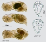 Notommata saccigera