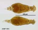 Pleurata tithasa