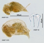 Notommata tripus