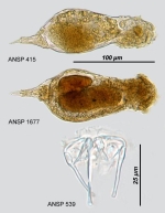 Notommata venusta