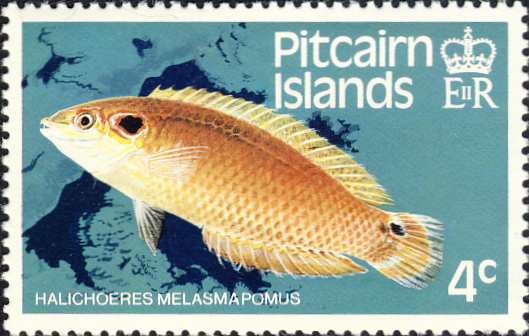 Halichoeres melasmapomus Halichoeres melasmapomus