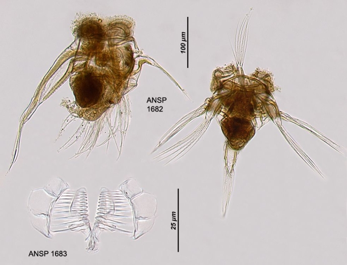 Hexarthra jenkinae