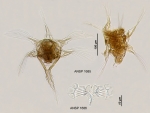 Hexarthra mira