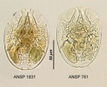 Testudinella emarginula