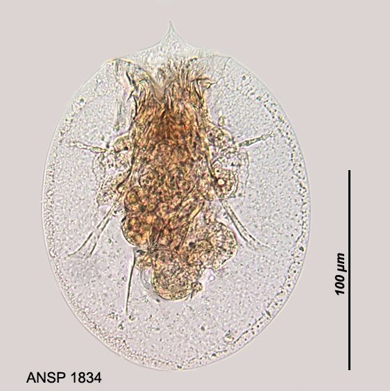 Testudinella mucronata