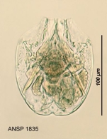 Testudinella naumanni