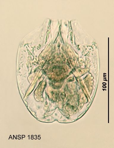Testudinella naumanni