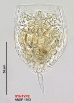 Lecane brevita