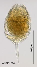 Lecane bulla