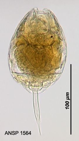 Lecane bulla
