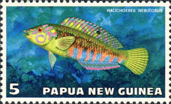 Halichoeres nebulosus Halichoeres nebulosus