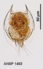 Lepadella acuminata
