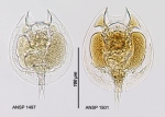 Lepadella ovalis