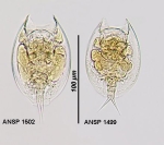 Lepadella patella