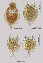 Lepadella cryphaea