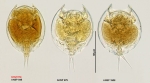 Lepadella venefica