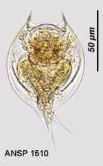 Lepadella acuminata var. sexcostata