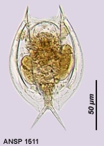 Lepadella quinquecostata