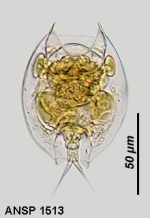 Lepadella patella persimilis