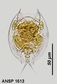 Lepadella patella persimilis