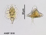 Lepadella triptera