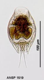 Lepadella voigti