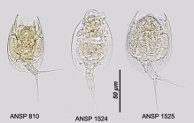 Lepadella triba