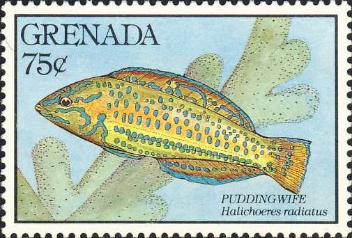 Halichoeres radiatus Halichoeres radiatus