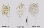 Lepadella triba