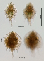 Macrochaetus collinsii