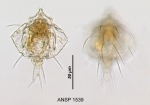 Macrochaetus multispinosus