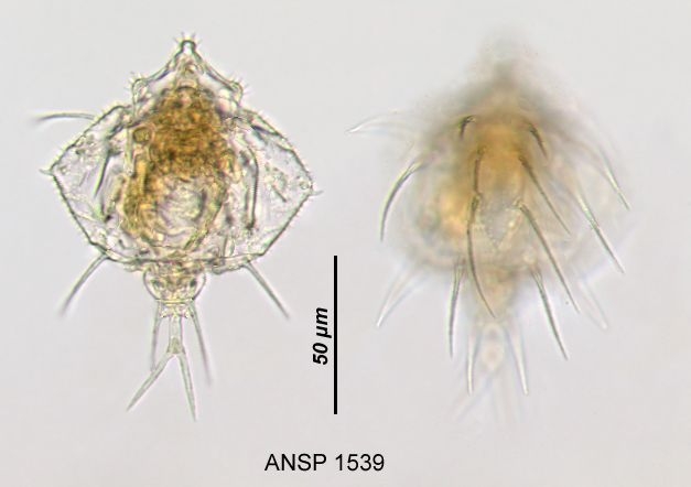 Macrochaetus multispinosus
