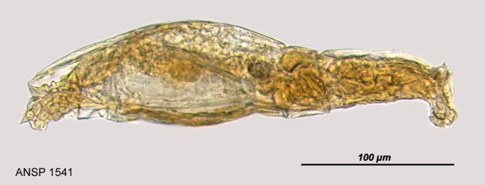 Macrotrachela angusta