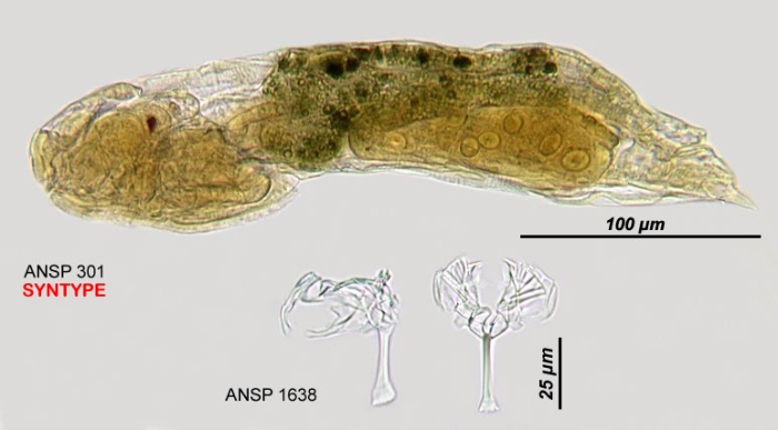 Notommata cherada