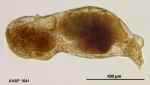Notommata codonella