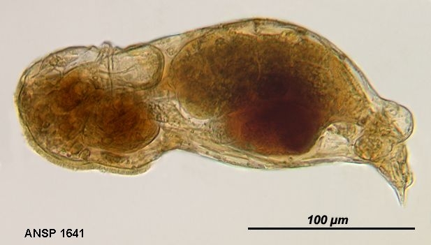 Notommata codonella