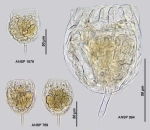Lecane furcata
