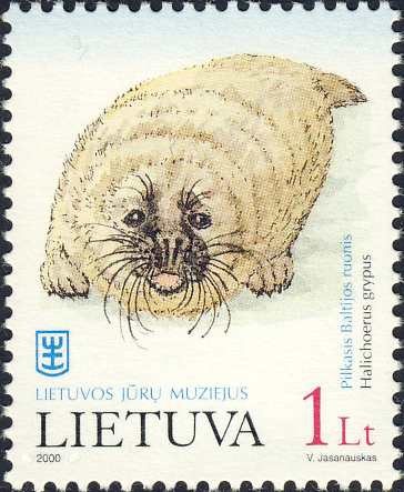 Halichoerus grypus Halichoerus grypus