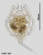 Lecane quadridentata