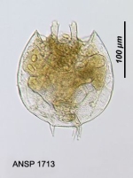 Platyias quadricornis f. brevispinus